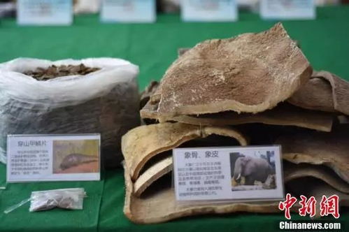 大單告破！廣西警方繳獲近三千萬元野生動物制品，守護生物多樣性刻不容緩